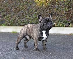 Check spelling or type a new query. French Bulldog Brindle French Bulldog French Bulldog Pets