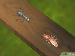 We did not find results for: Comment Reperer Les Degats Causes Par Les Termites