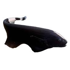Black ghost knife fish are nocturnal. Black Ghost Knifefish Fish Goldfish Betta More Petsmart