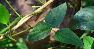 Image result for Vigna vexillata