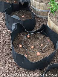 How To Grow Potatoes In Containers Growing In The Garden