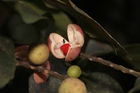 Image result for Aphanamixis