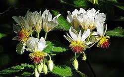 Image result for Sparrmannia