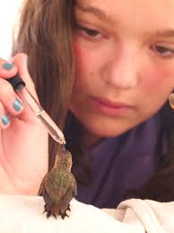 Feeding our Baby Hummingbird