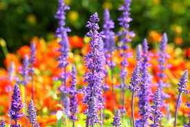 Maybe you would like to learn more about one of these? Native Sun Nursery Landscaping Lafayette Broussard La