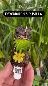 Image result for Microcoelia exilis