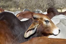 Brahman bulls have smaller scrotal circumferences. Red Brahman Bull Stock Image C011 6786 Science Photo Library