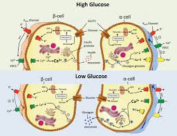 From danii.org.au glucagon is released in response to low blood glucose levels and to events whereby the body needs additional glucose, such as in response to vigorous exercise. The New Biology And Pharmacology Of Glucagon Physiological Reviews