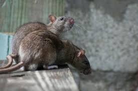 Mematikan gejala penyakit kencing tikus yang harus kamu ketahui i lifestyleone, satu keluarga diduga terjangkit leptospirosis, infeksi bakteri leptospirosis biasa dikenal dengan kencing tikus, info bahaya jangkitan virus kencing tikus kini viral, misteri kencing tikus. Hati Hati Terkena Kencing Tikus Saat Banjir