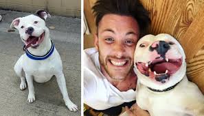 Help Save Diggy: The Ridiculousness of Breed Specific Legislation