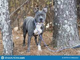 The pitbulls community on reddit. Weibliche Graue Und Weisse Blauose American Pitbull Terrier Bulldog Mit Rosa Nase An Der Leine Stockfoto Bild Von Pfund Amerikanisch 165745116