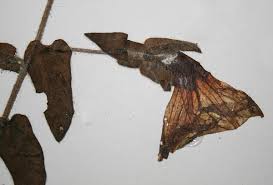 Image result for Ipomoea crassipes