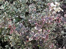 Image result for Euonymus fortunei