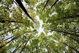 Pengajian am karangan kepentingan pokok dan hutan kepada kehidupan kita hutan di seluruh dunia adalah sebahagian daripada. Hutan Adalah Sumber Tenaga Manusia Peranan Hutan Dalam Kehidupan Orang Ramai
