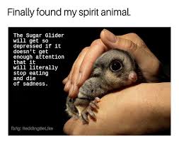 It Me Memebase Funny Memes Find My Spirit Animal Sugar Glider My Spirit Animal