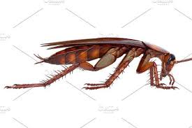 Cockroach Bug American Brown Side View Side View Bugs Sides