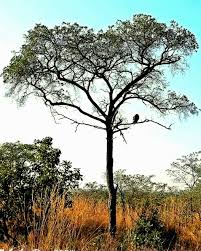 Image result for Terminalia sericea