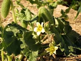 Image result for Ecbolium hastatum