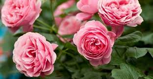 Varietà a fiore semplice o a fiore doppio, anche note come 'rose senza spine', sono adatte per vasi monocolore, ma anche perfette in composizioni e bouquet . 10 Piante Che Fioriscono In Primavera Greenme