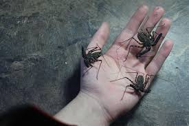 Check spelling or type a new query. How Does Imgur Feel About Tailless Whip Scorpions Amblypygi Imgur
