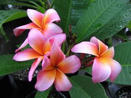 The Plumeria Dolly Parton Aussie Cultivar Tall Growth Pattern With Open Branching Light Dark Pink Banding With A Plumeria Tropical Flowers Frangipani