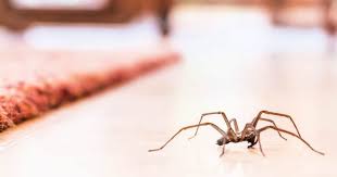 But how much do you know about them? How To Get Rid Of Spiders Naturally And Keep Them Away For Good