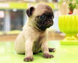 The Truth Behind The Teacup Pug And The Chug Teacup Pug Chug Puppies Greyhound Puppy