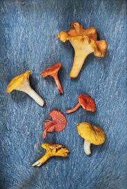Here we'll detail some of the more common and fairly easy to identify edible mushrooms of alabama and the southeast. Forage For Rare And Pricey Chanterelle Mushrooms In East Texas Texas Highways