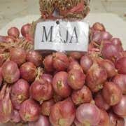 Sehingga burung jenis anis ini selalu menjadi idola dan favorit kicau mania untuk dijadikan burung peliharaan walaupun harganya mahal. Inilah 14 Jenis Varietas Bawang Merah Yang Dirilis Balitsa Unsurtani Com