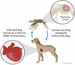See full list on allthingsnature.org Heartworm Disease In Dogs Treatment Vca Animal Hospital