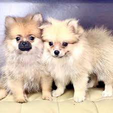 Pin On Puppies For Sale