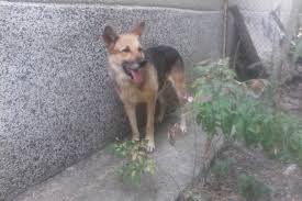 We did not find results for: Happy Paws Dog Rescue Animal Pet Fundraising Page With Gogetfunding