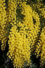 Mimosa Planting Flowers Mimosa Flower Yellow Flowers