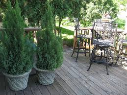 piante da vaso sempreverdi - Piante da terrazzo - piante sempreverdi