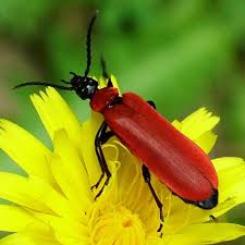 We did not find results for: Pyrochroidae Fire Coloured Beetles Overview Arthropodafotos De