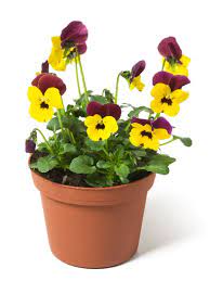 Spring Is Almost Here Are You Ready Get Your Plants And Flowers At Mendham Garden Center Www Mendhamgardencenter Com Flower Pots Pansies Flowers Pansies