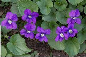Wild Violets 5 Live Plants Sweet Violets Perennial Purple Violets Sweet Violets Plants Flower Landscape