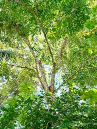 Image result for Pterocarpus indicus