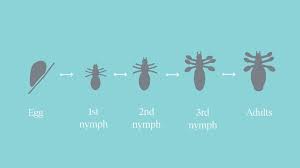 Image result for lice life cycle