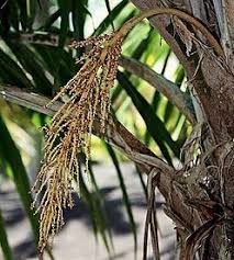 Image result for Tragia hildebrandtii