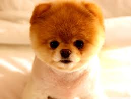 Download hd wallpapers in 1366x768 hd widescreen 4k uhd 5k 8k ultra hd resolutions Cute Dog Boo 4k Hd Desktop Wallpaper For 4k Ultra Looks Like A Teddy Bear 921x698 Wallpaper Teahub Io