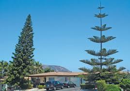 Image result for Araucaria