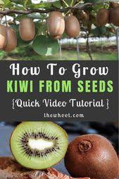 Grow A Kiwi Fruit From Seed Easy Video Instructions Kiwi Grow Kiwi From Seed Kiwi Seeds
