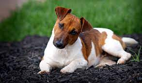 Jack Russell Terrier Breed Information