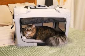 The 5 Best Cat Carriers for Car Travel, Tested and Reviewed