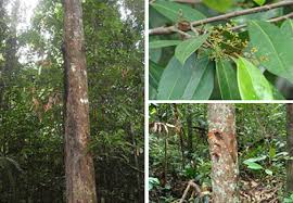 Image result for Hippocratea longipetiolata