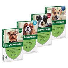 Advantage Hund