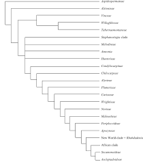 Image result for Sabicea bequaertii