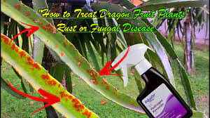 Maybe you would like to learn more about one of these? How To Treat Dragon Fruit Rust Infection Or Fungal Disease Youtube