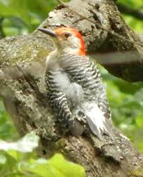 Red shafted northern flicker woodpeckers (colaptes auratus cafer), oc 1000x721. Red Bellied Woodpecker Nesting And Feeding Habits